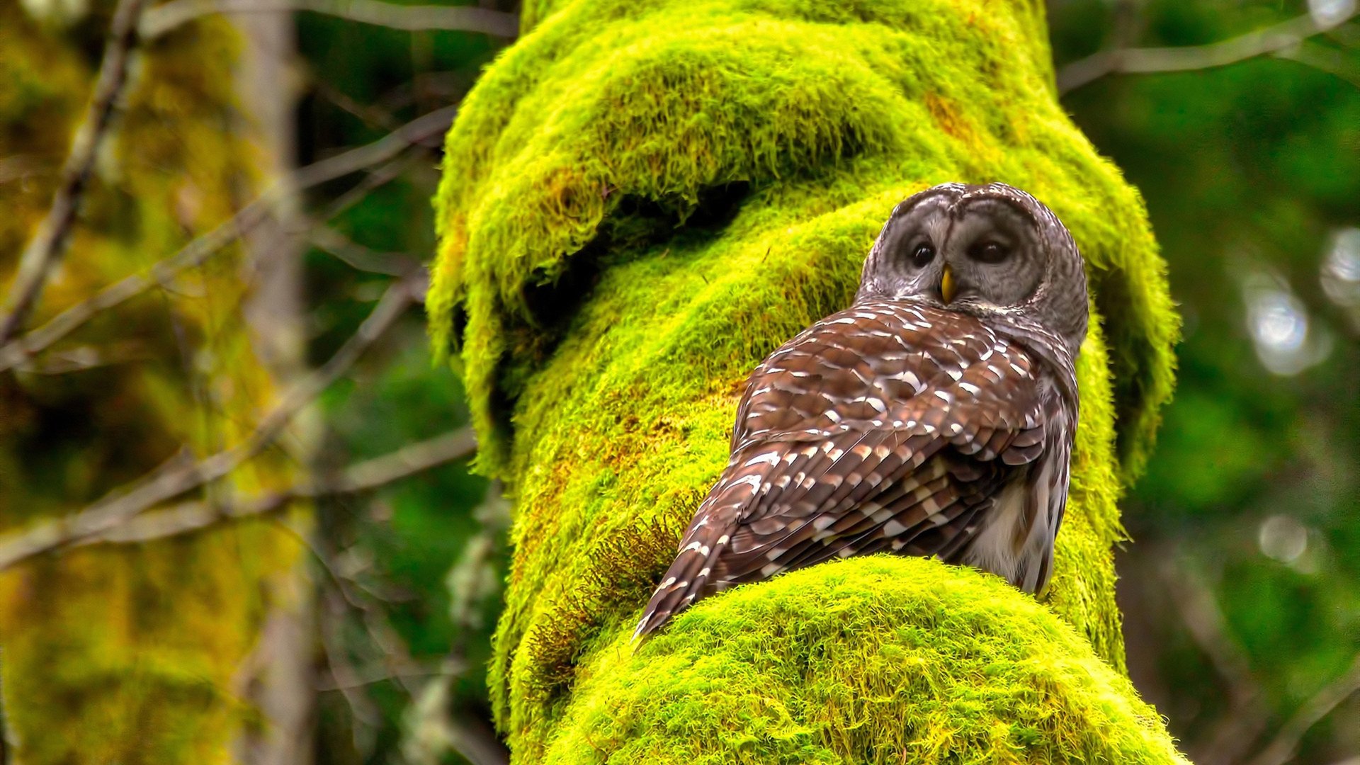 _异域文化运动交流节:跨国体育文化盛会_,异域文化交流活动体会