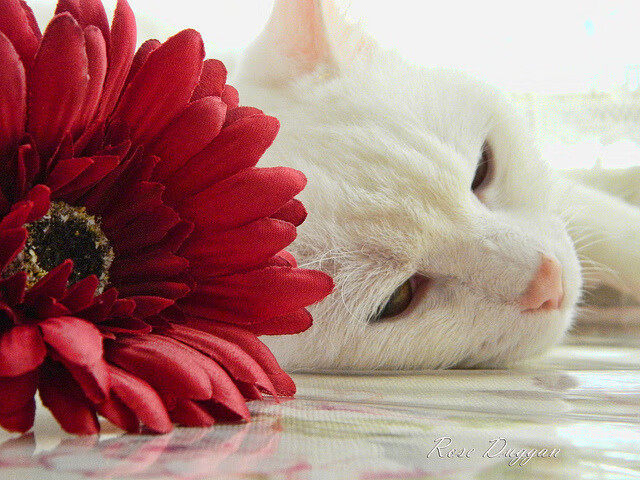 国际足球裁判培训班在中国连续举办，判罚水平提升，中国国际级足球裁判