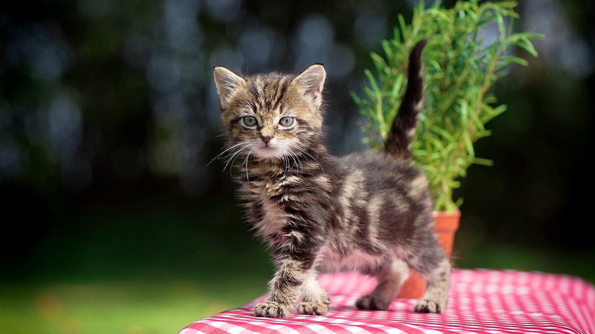 “德甲强队保持领先,冲刺光环逐渐升起”,德甲强吗