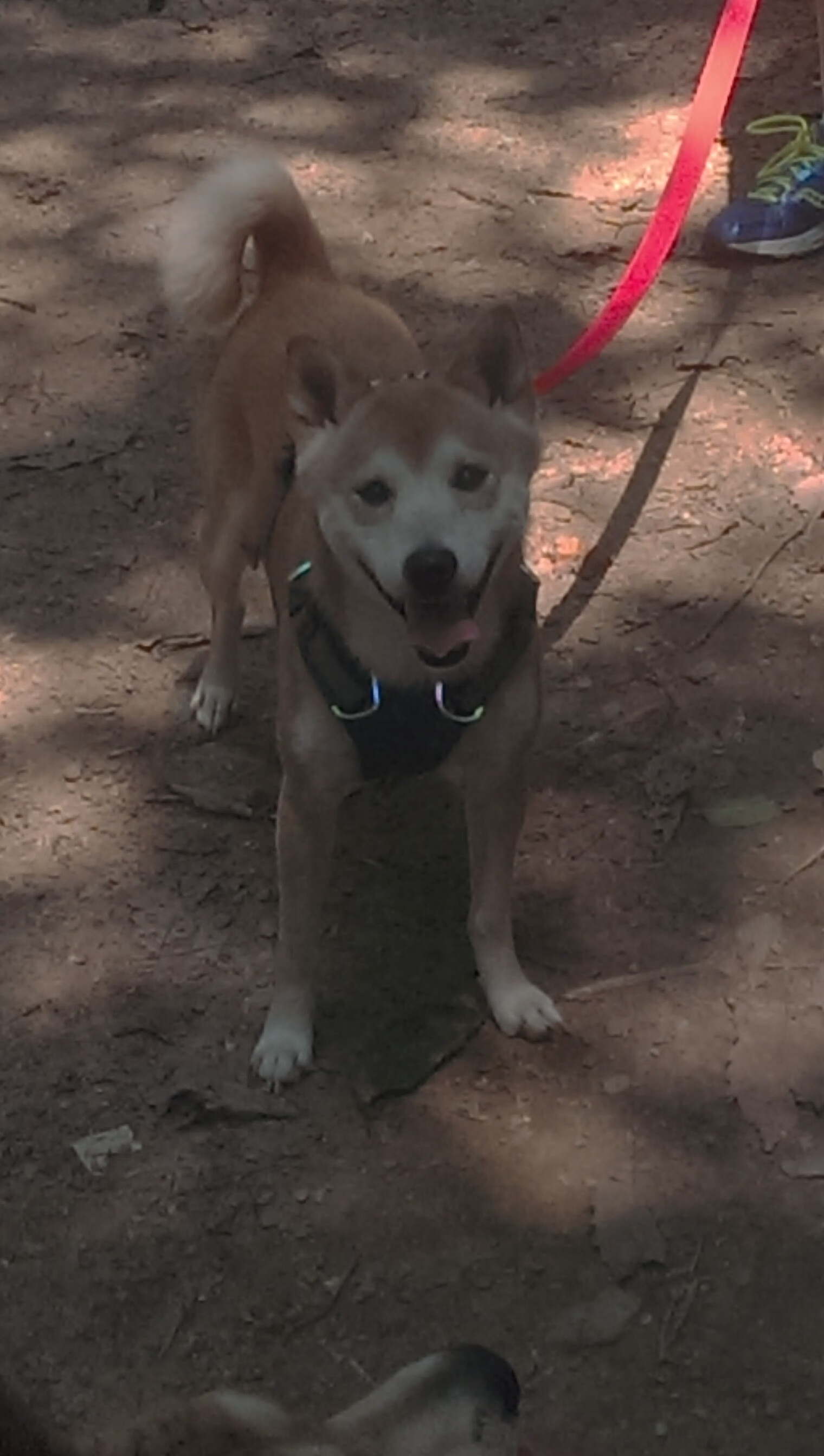 开云电竞账号入口-《Valorant冠军联赛，众神之战引爆电竞热潮》，valorant esport