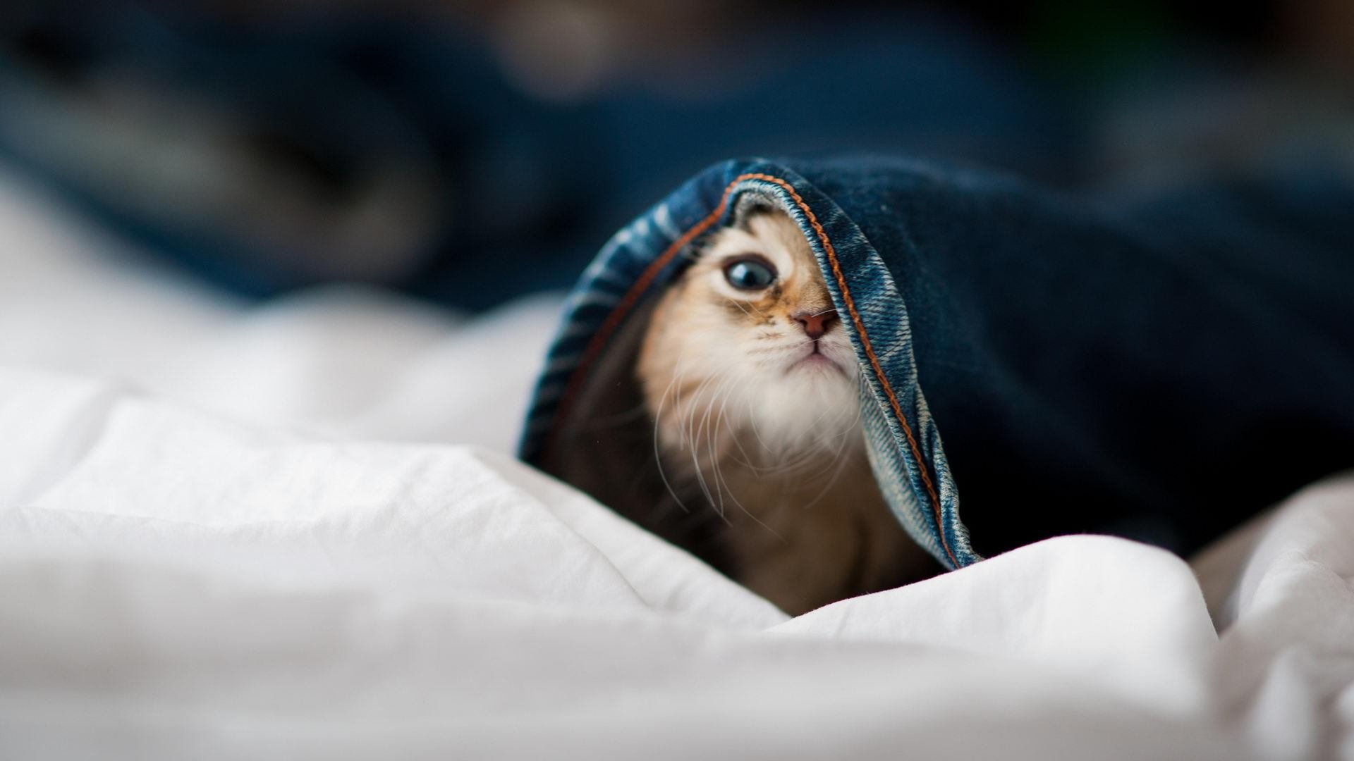 开云中国-光影特技飞跃：夜空中的速度与美学